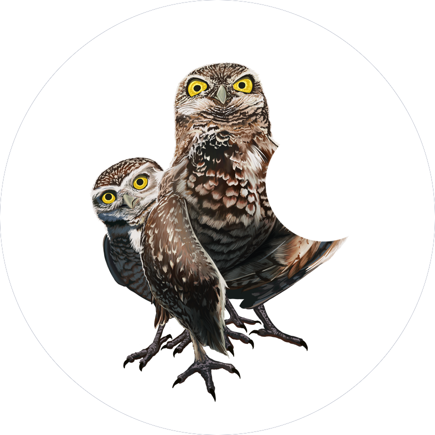 Help Save the Burrowing Owl