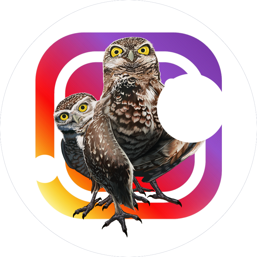 Follow this project to save the owls in your Instagram feed